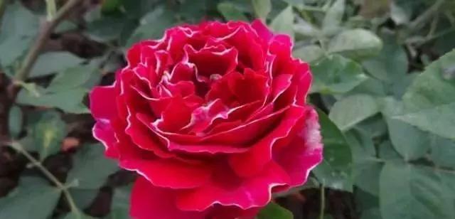 每天学习一点点各种花代表的花语,每天学习一朵花知识