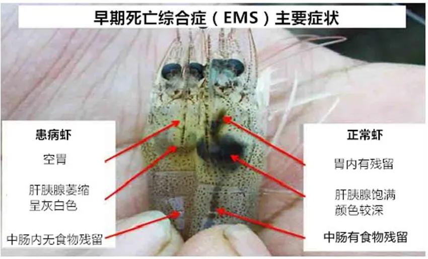 一鸣养虾基地地址,一鸣养虾
