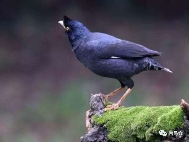 八哥学舌口才完整版,八哥学了杂口如何纠正