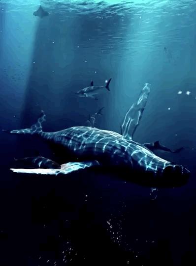 海底400度火山口的虾上岸,海底450度的虾怎么煮熟