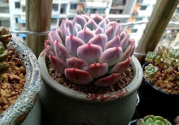 通用营养土养花专用土,蜂窝煤养花怎么处理视频