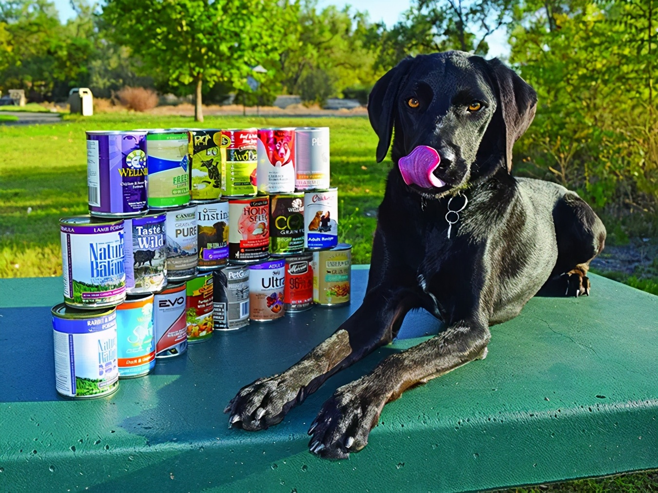 wdj狗粮湿粮,wdj推荐的狗粮排行榜