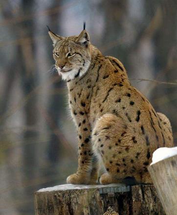 地球历史中最厉害的食肉动物,世界上有什么食肉动物