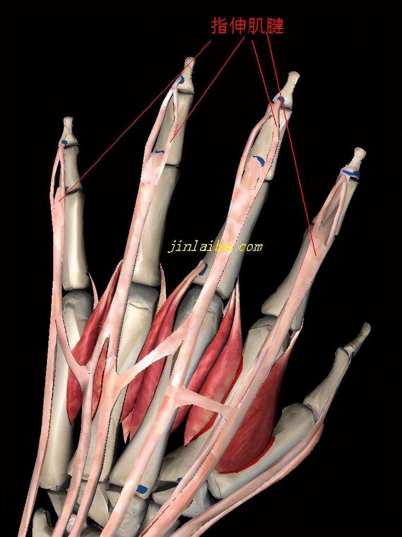 手指伸指肌手术后恢复,手指肌腱康复训练视频教程