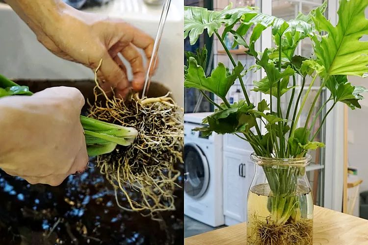 小天使植物养护,小天使植物的养护