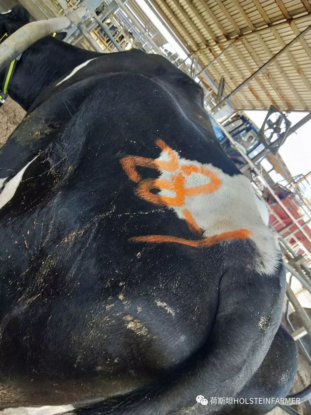 万头牧场产房工作心得分享