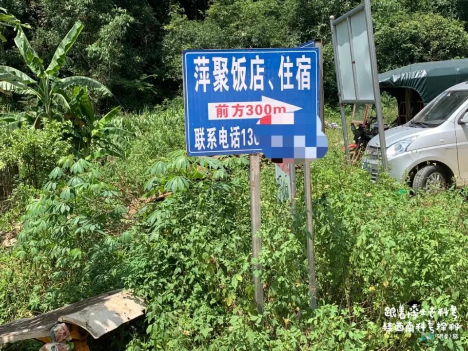 活了两千多年的“巨无霸”就在广西！昨天，他们相遇了