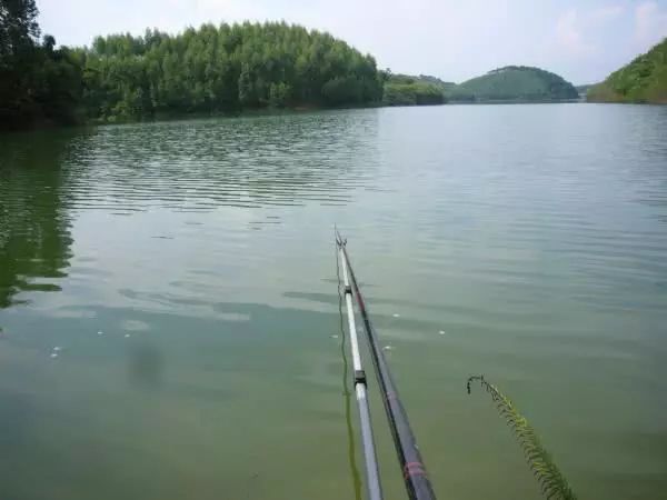 钓友钓出纹身大鲤鱼,野钓发现巨型带纹身的黄鳝
