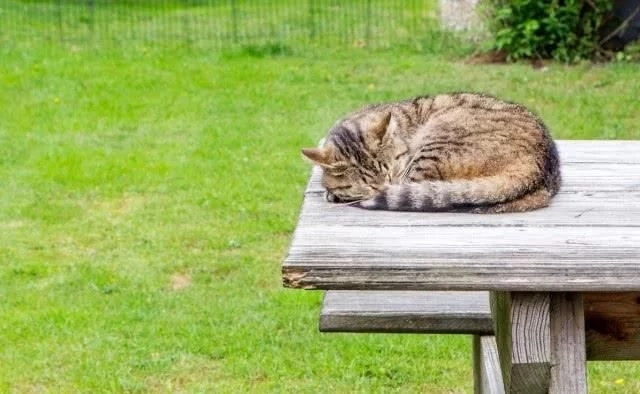 有只蓝猫一直叫,有只蓝猫叫淘气