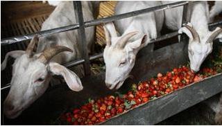 今年草莓滞销的原因,草莓滞销的最佳方法