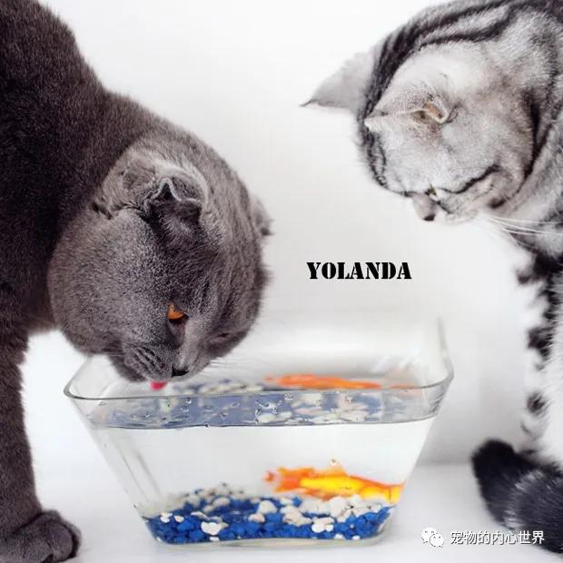 怎么纠正猫咪去厕所喝水,铲屎官发现猫咪尿不出来怎么办