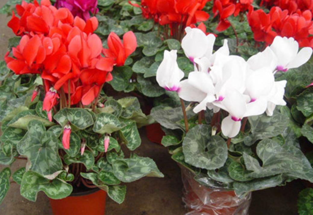 仙客来开的花萎蔫倒伏是什么原因,仙客来叶子变黄萎蔫是什么原因