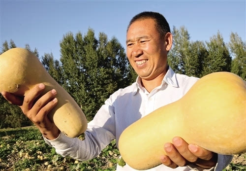 种南瓜不发芽怎么办,南瓜长得好不结瓜咋办