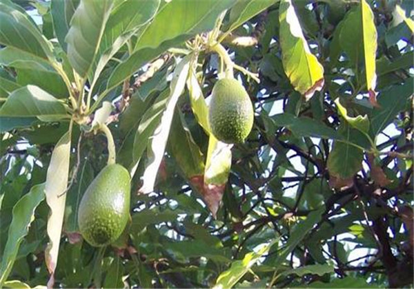 牛油果种植技术与条件图片,牛油果口感水分很大