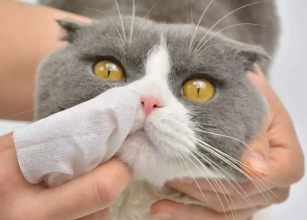 猫咪常见疾病治疗用药,猫咪常见眼睛疾病及护理