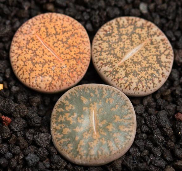 徒长的生石花能养好吗怎么养,养石生花注意事项