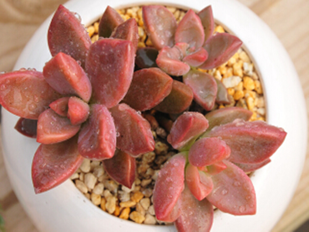 多肉水浇多了积水烂根怎么补救,玉露多肉烂根怎么补救后多久浇水