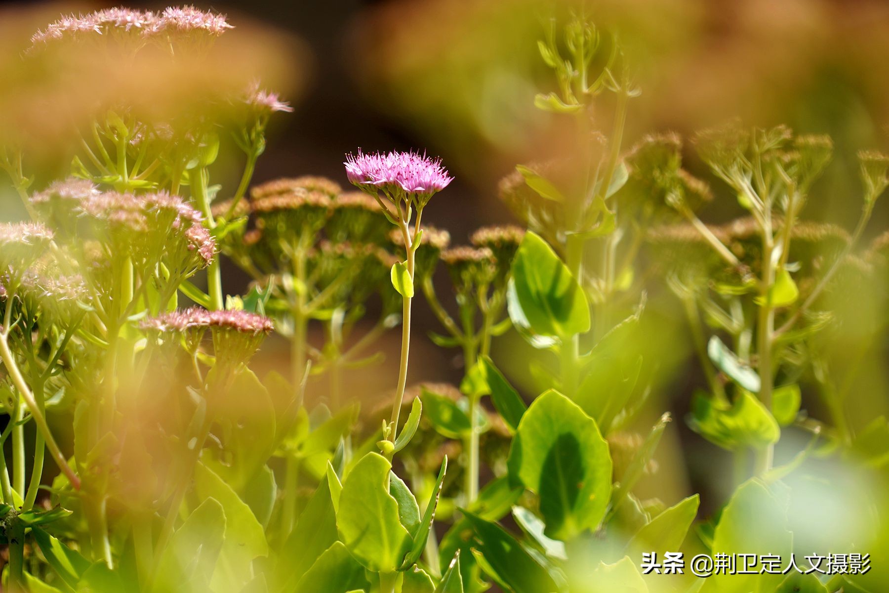7旬大叔家发现50年生的“神草”，大如磨盘，谁要免费送