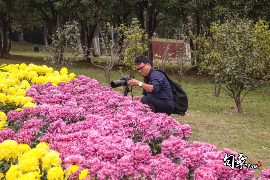 兴化千垛菊花海,广州海心沙菊花海