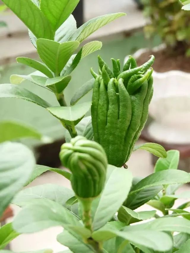 十种容易种的水果适合阳台种,这种水果南方大量种植