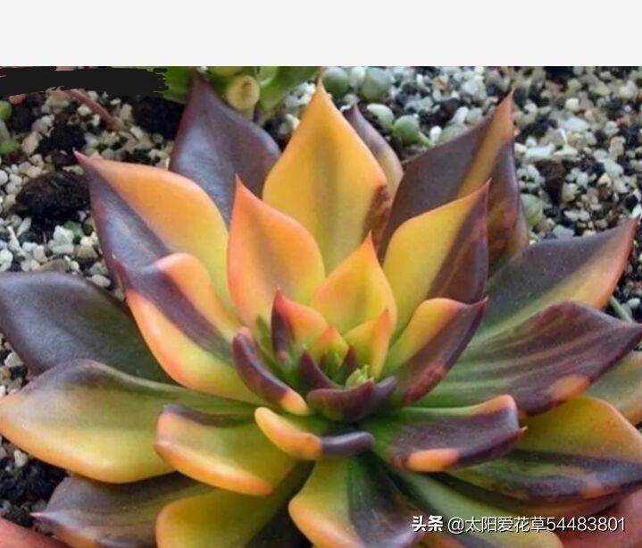 多肉白花韧锦养殖方法,黑王子锦多肉怎么养