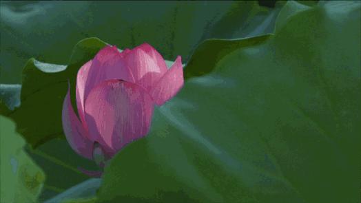 郑州赏荷花攻略,中国赏荷必去的地方