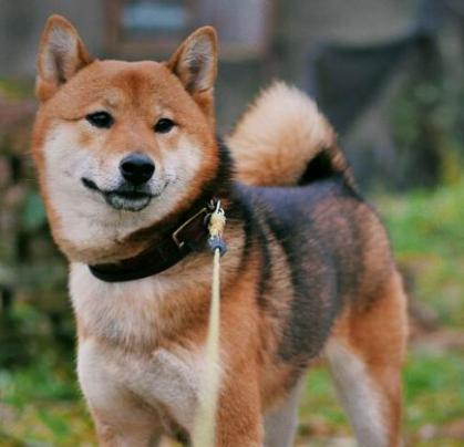 怎么辨别柴犬的黑毛能不能褪,我家柴犬尾巴有点黑