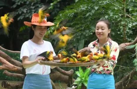 长隆飞鸟乐园拍鸟攻略,广州长隆飞鸟乐园可以摸哪些鸟