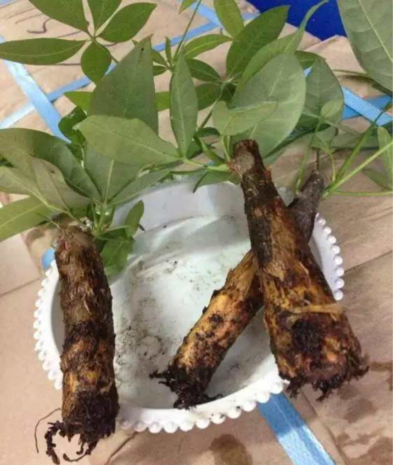 铁树叶子冬天冻发黄干枯如何补救,冬天月季花叶子发黄脱落怎么补救