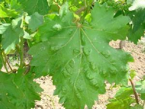 葡萄春季病虫害有哪些,葡萄常见病害和杀菌剂哪个好