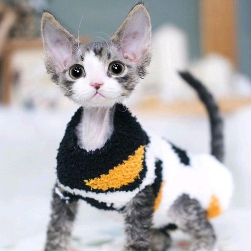 什么猫咪最好养而且又粘人新手,性格活泼开朗粘人的猫咪有哪些