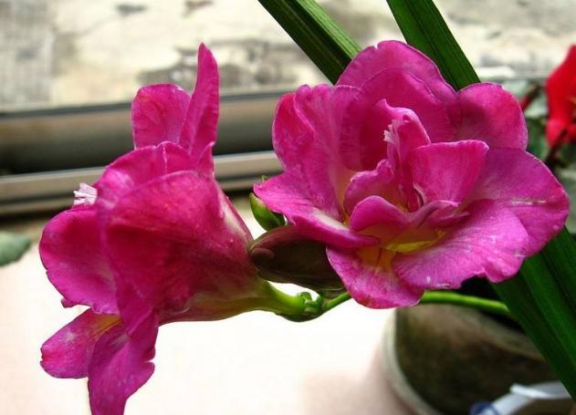 怎么把小苍兰养得花箭粗大,小苍兰的花期养护注意事项