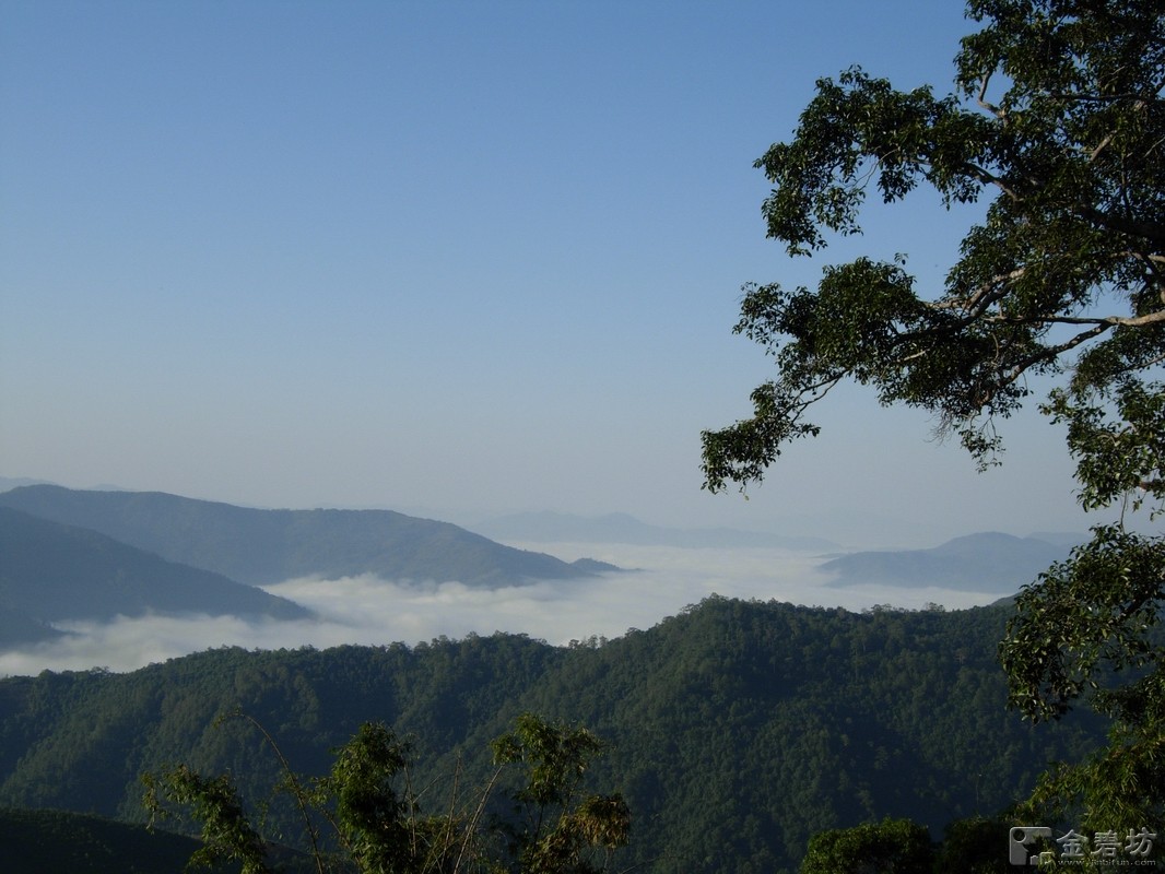 名山普洱茶哪种好喝,云南名山古树普洱茶