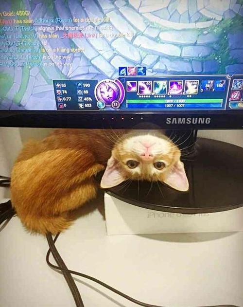 小猫咪能看懂别的猫咪照片吗,小猫咪在猫咪的眼里是什么样的