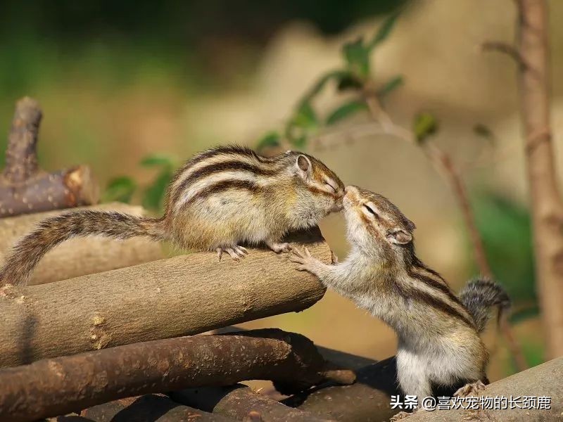 无奇不有的冷知识,世界之大无奇不有令人大开眼界