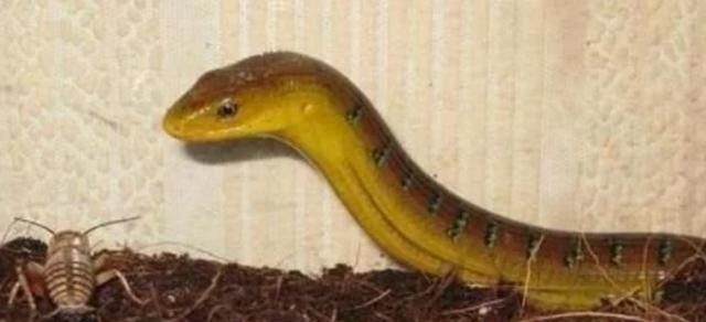 壁虎断尾是怎么重生的,壁虎断尾重生是什么特性