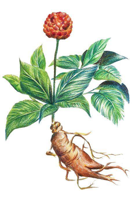 来自异国的“使者”:一片西洋参,一窥近代中美贸易的兴衰