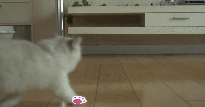 没想到猫也会功夫,没想到猫会这样走路