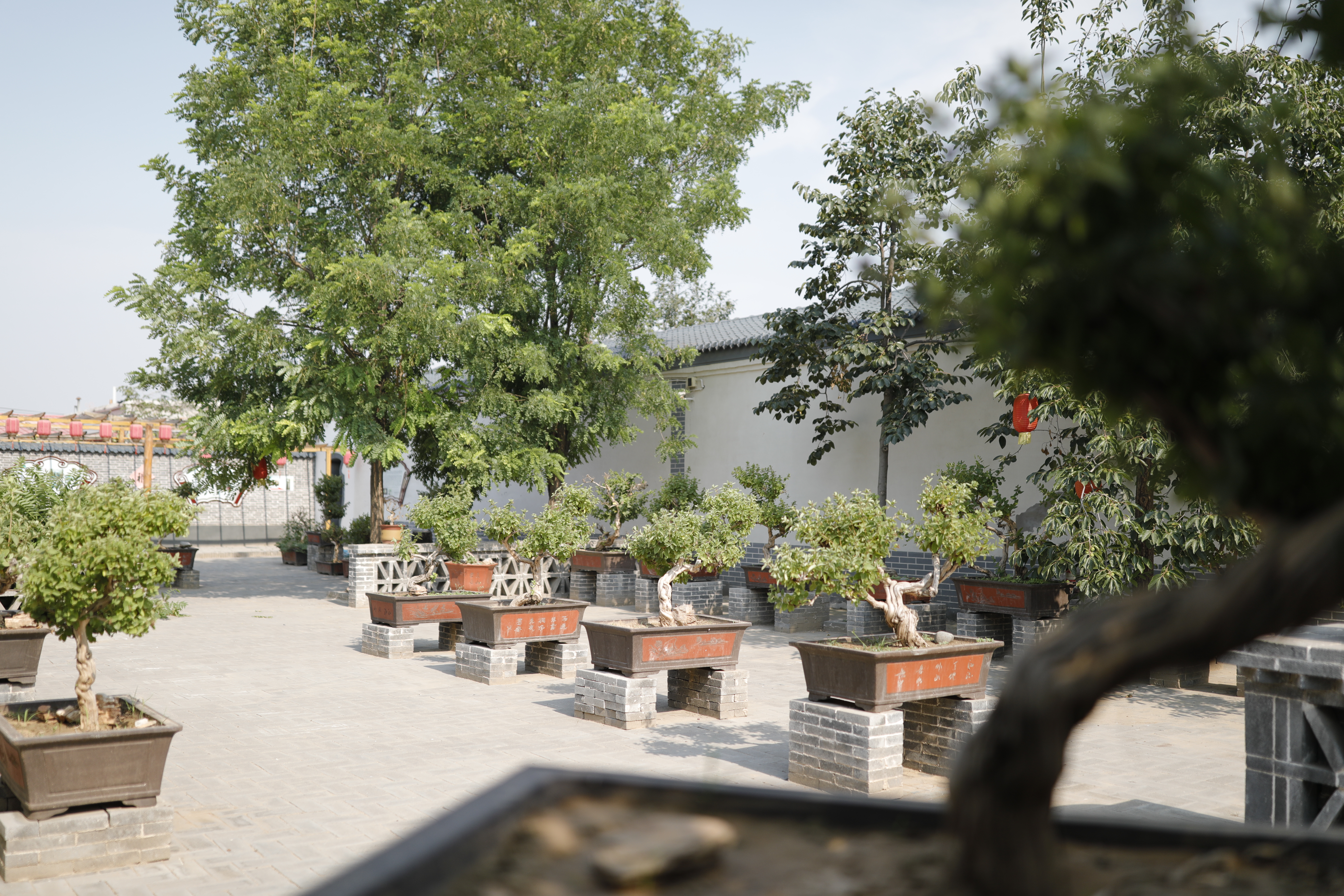 绾㈡潖涔嬩埂,涓浗绾㈡潖涔嬩埂