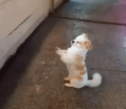 家里狗狗嘴臭什么原因,家里狗狗口臭