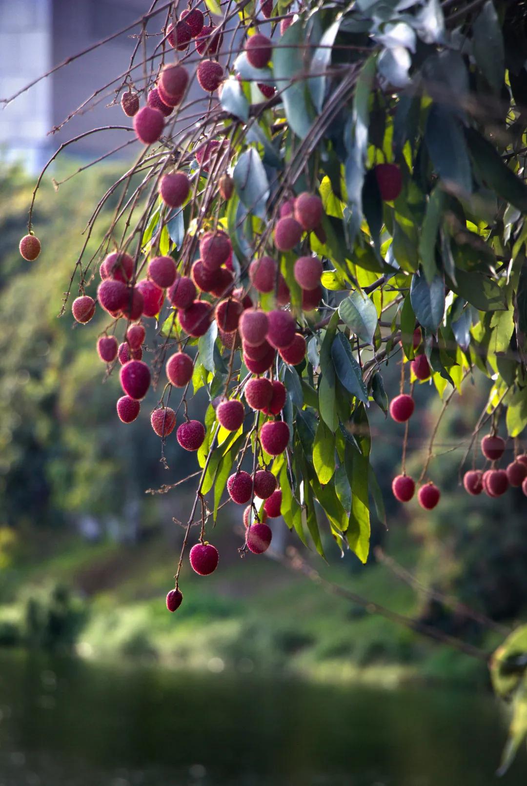 荔城无处不荔枝翻译,荔城无处无荔枝