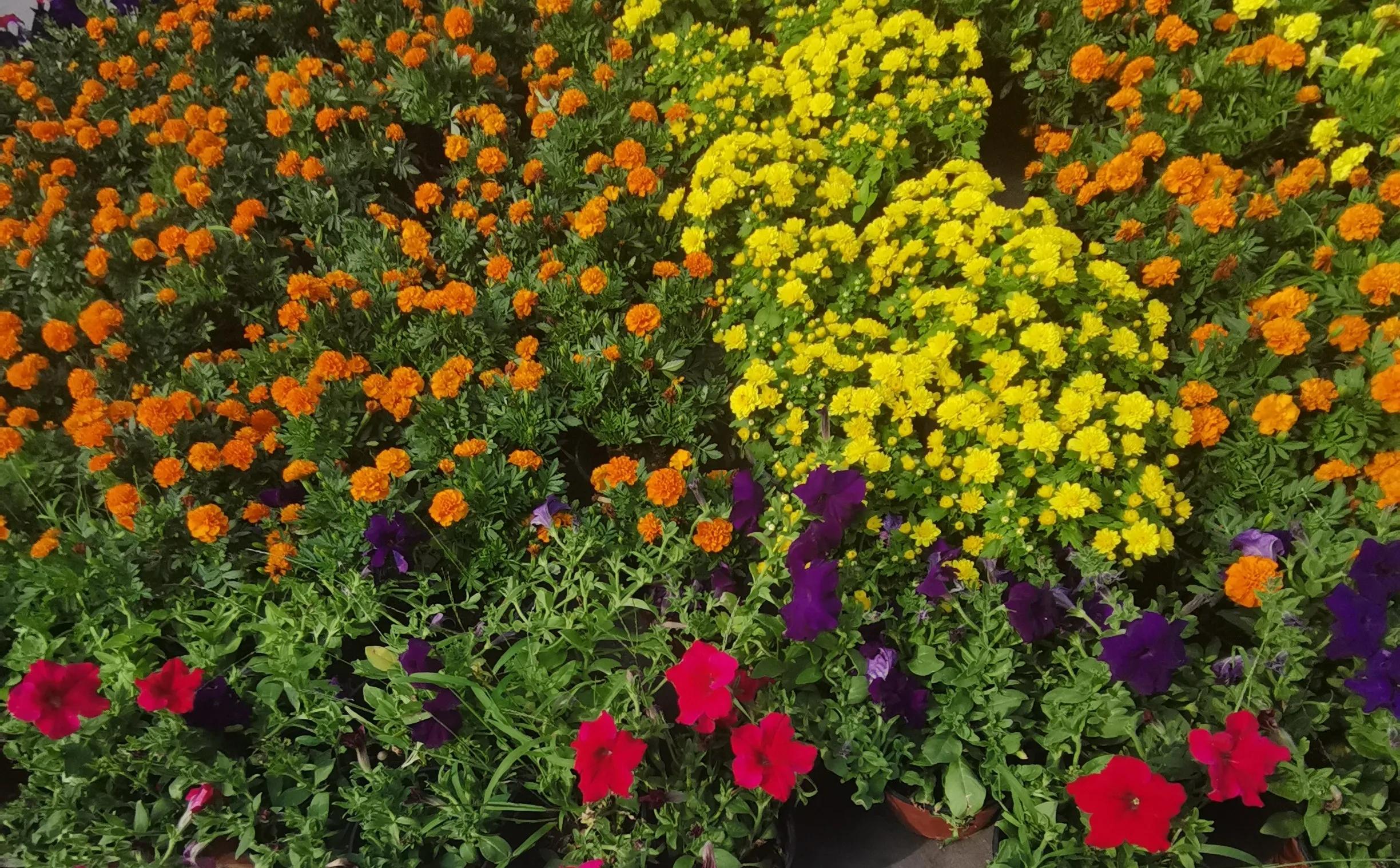 中诗报浙江工作室第（171）（172）（173）期临屏诗创作合集