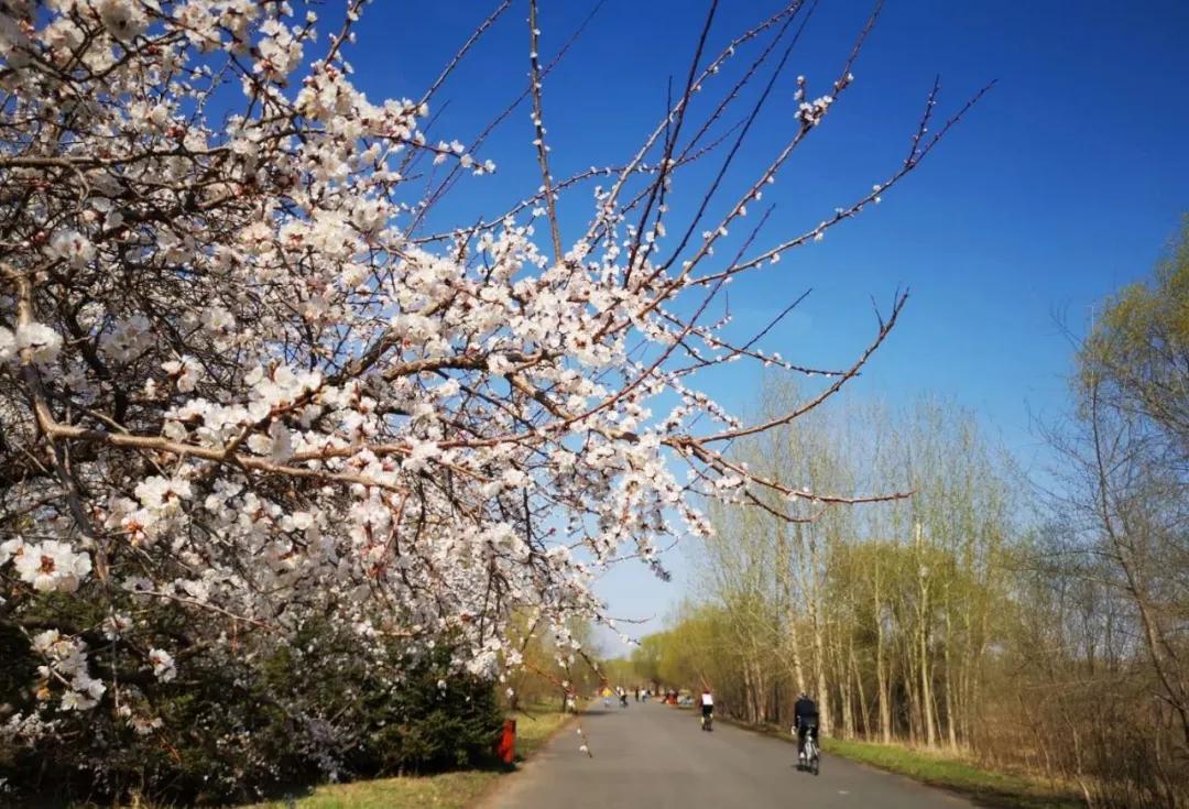 野外游玩谨防蜱叮咬,出门游玩怎么预防蜱虫叮咬