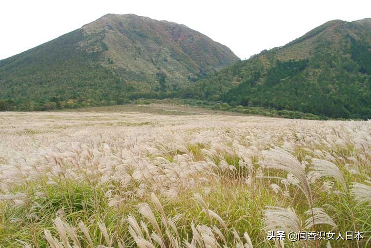 黄金色的芒草，让秋天多了份文艺的风情，日本国内最美芒草名所