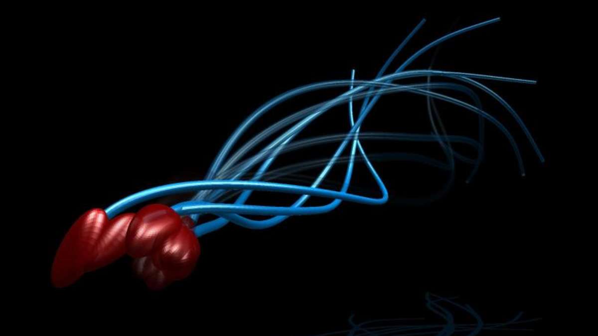 三百年来科学家都看错了,精子游动起来并不像“小蝌蚪”