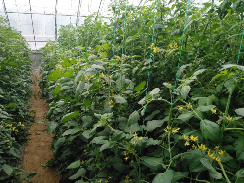 番茄茎老化怎么恢复,番茄髓部坏死怎么造成的