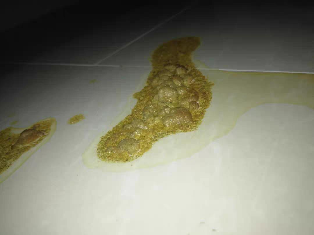 猫咪吐了没消化的猫粮是怎么回事？该怎么办