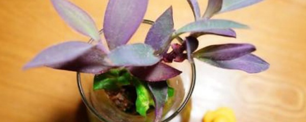 水培紫竹梅怎么上盆,紫竹梅可以水培吗怎么养好