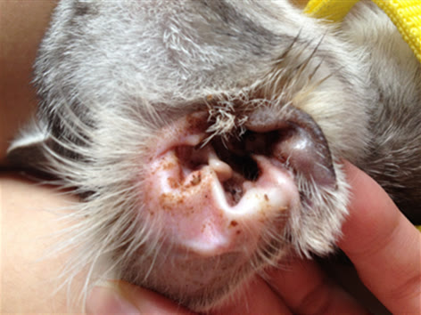 新猫到家原居民不让人碰怎么办,新猫到家为什么要隔离