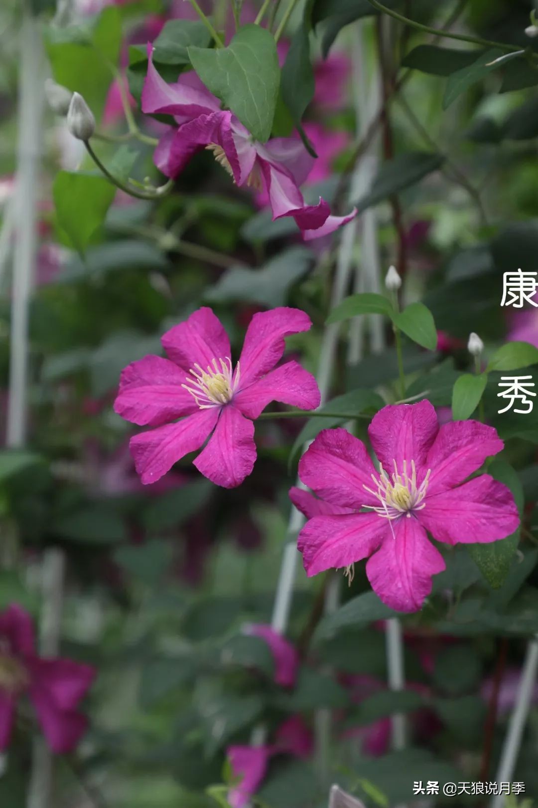 10元3棵铁线莲苗多色,铁线莲苗圃视频